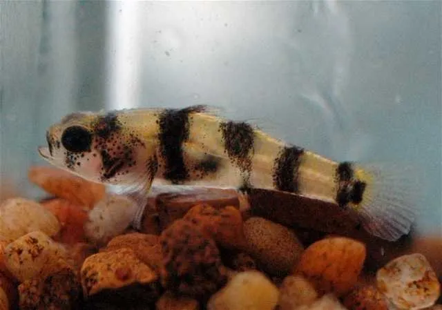 A small bumblebee goby with distinctive black and yellow stripes swims close to the rocks