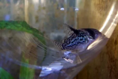 A Blackfin Corydoras with dark spots swims inside a clear plastic bag in water