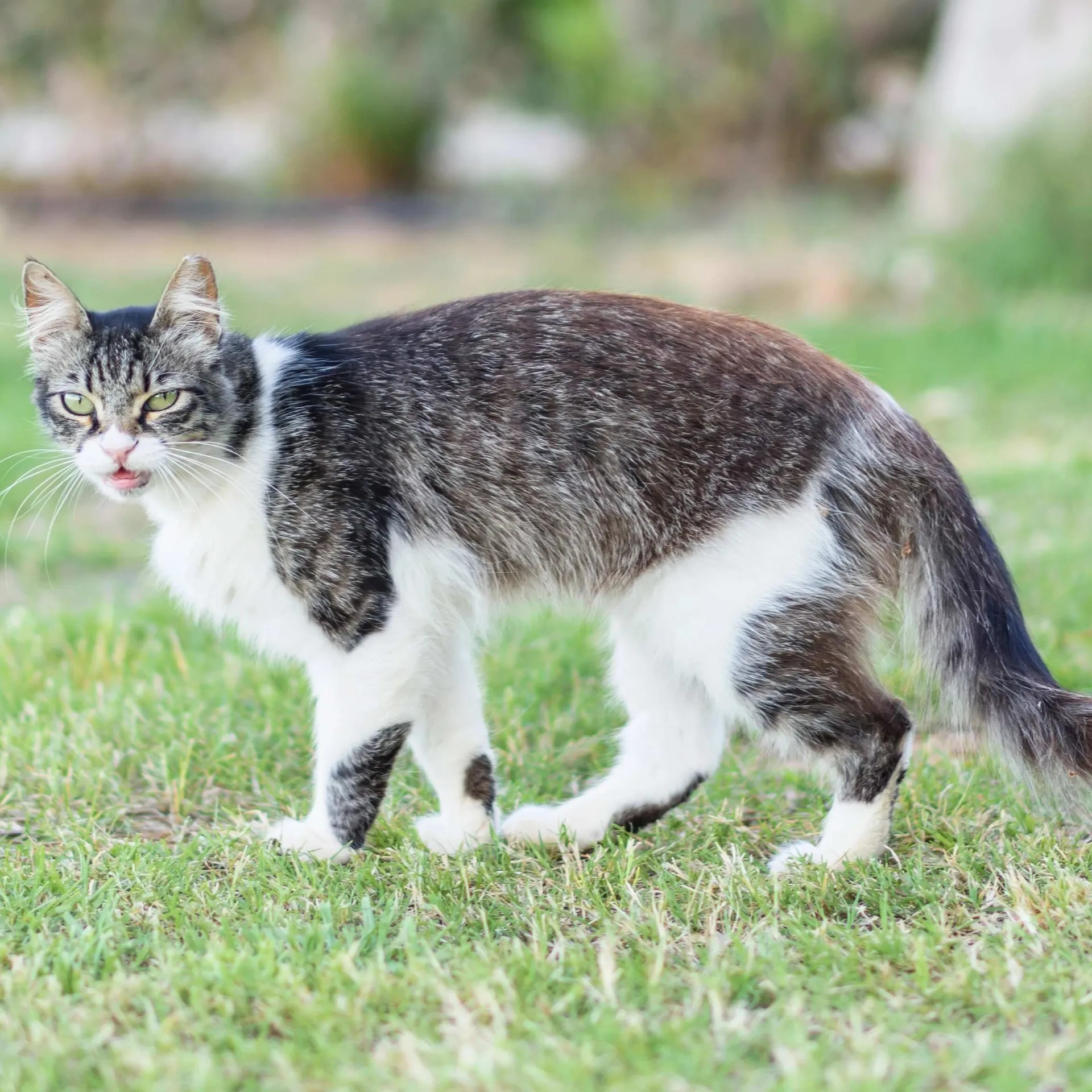 A grey and white cat walks on green grass with its tongue slightly out Cyprus cat