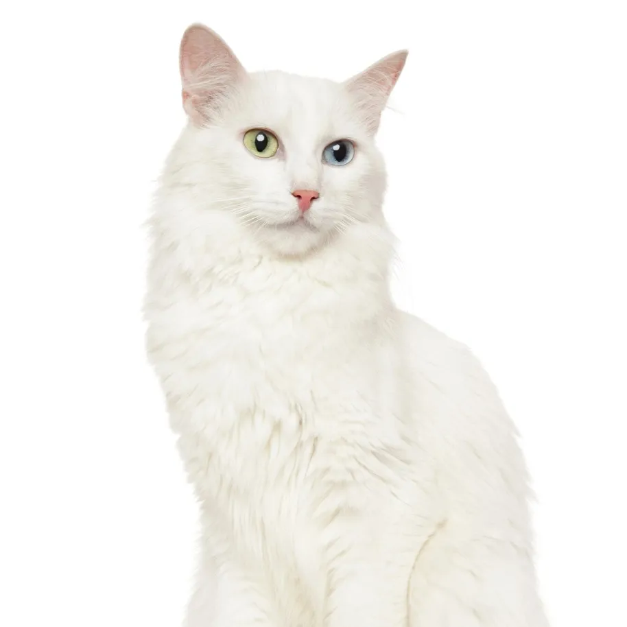 Fluffy white cat with heterochromia one blue and one yellow eye