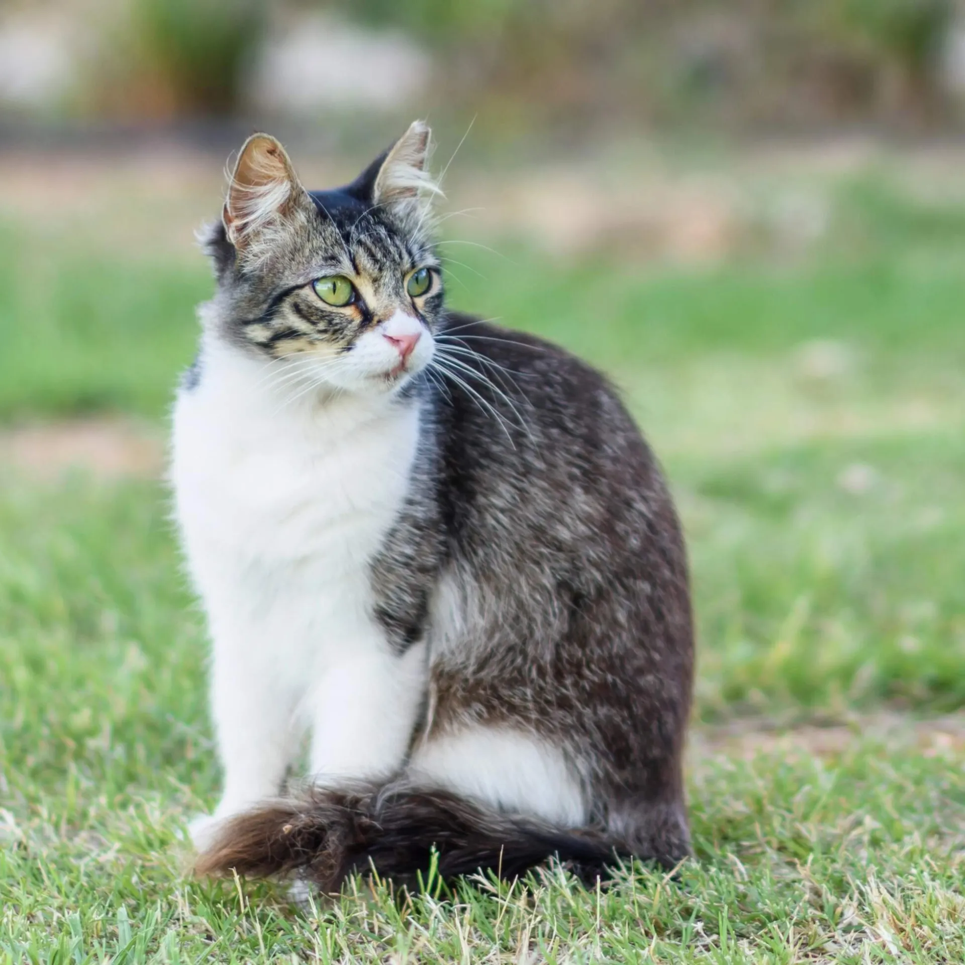 A grey and white cat with striking green eyes sits on green grass looking left Cyprus cat