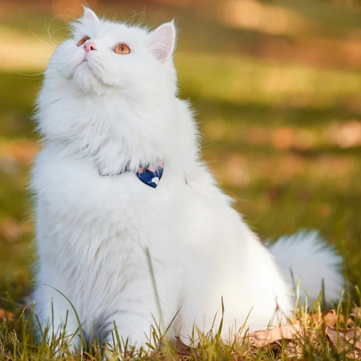 Fluffy white cat with amber eyes and a blue collar sits in grass and fallen leaves looking up