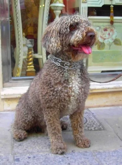 A medium sized curly haired brown Spanish Water Dog sits on a stone surface with its tongue