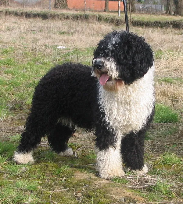 A black and white Spanish Water Dog with a curly coat stands on grassy ground