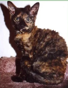 A tortoiseshell cat with wavy fur and expressive eyes sits on a soft brown surface
