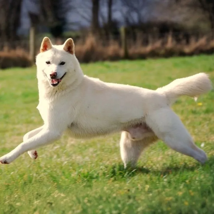 white Jindo dog with a happy expression is captured mid air running in a grassy field