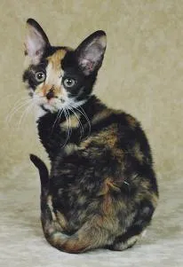 A small tortoiseshell kitten with curly fur and large eyes sits against a textured backdrop