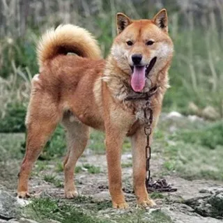 A tan Korean Jindo Dog with a curled tail stands outdoors on rocky ground with its tongue out