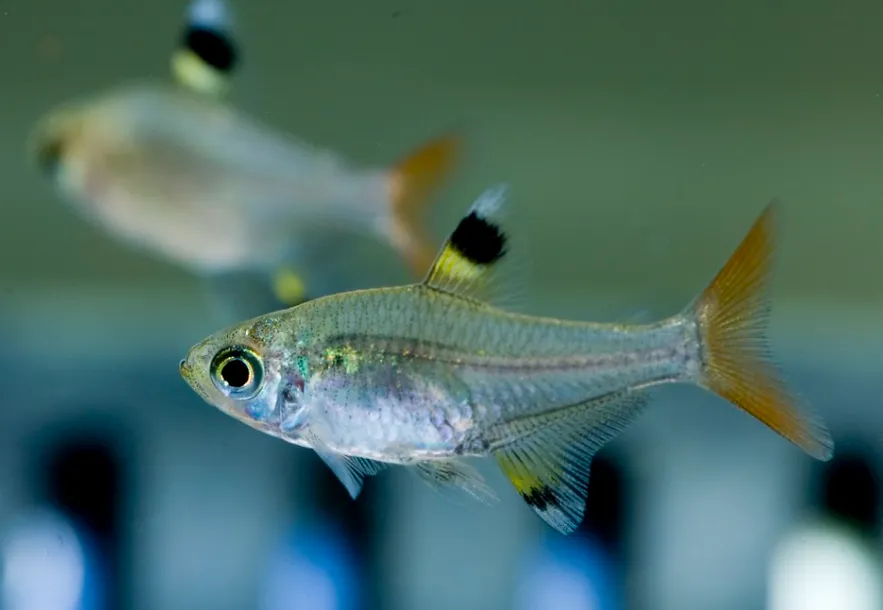 Two X Ray Tetras one in focus display clear bodies black and yellow fins and orange tails