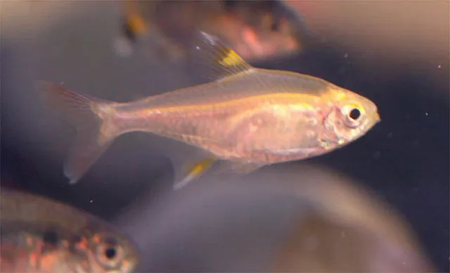 A translucent X Ray Tetra with subtle yellow fins swims in a fish tank