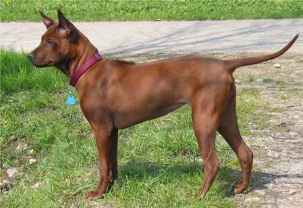 A brown Thai Ridgeback dog with erect ears and a visible ridge on its back stands on grass and dirt