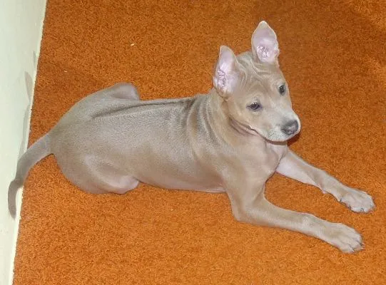 A young light gray Thai Ridgeback puppy with erect ears and a subtle ridge lies