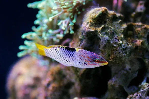 A Marble Hortulanus Wrasse with a yellow tail and purple body swimming near bright coral