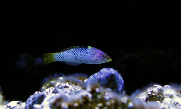 A Marble Hortulanus Wrasse with a purple body and yellow tail swimming over reef rock