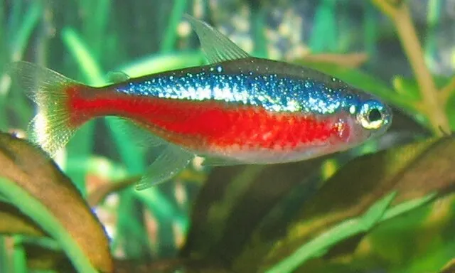A small slender Neon Tetra fish with a bold red stripe and a shimmering blue stripe