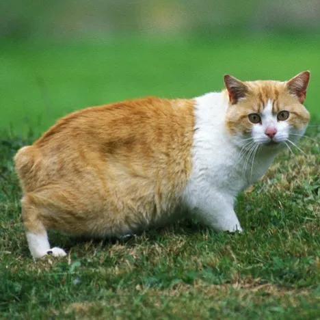 Manx