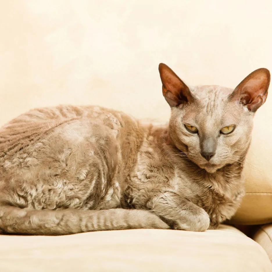 Lilac Devon Rex cat with curly fur and large ears lies on a light colored surface