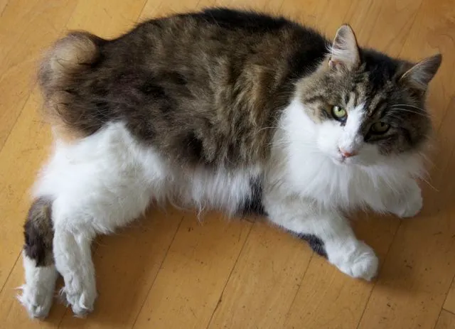 A fluffy long haired cat with tabby and white markings and a short puffy tail lies on a wooden floor