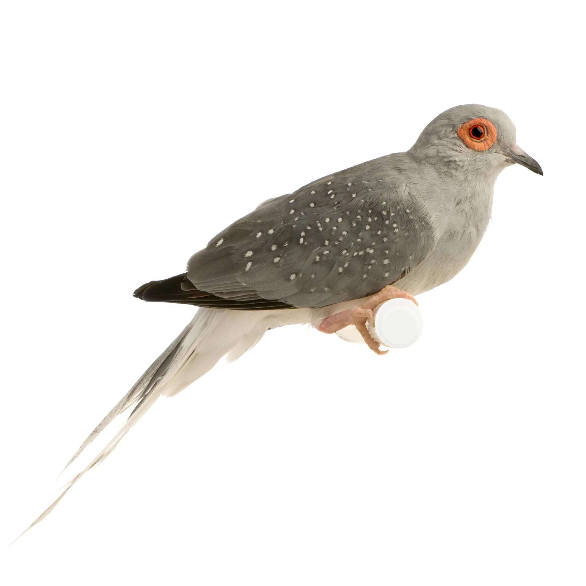 A grey diamond dove with white spots and an orange eye ring perches with a long tail