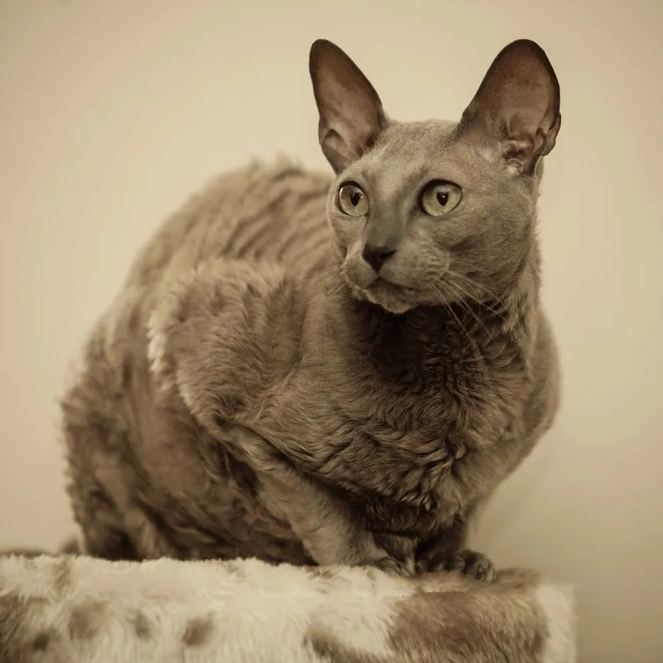 Gray Devon Rex cat with curly fur and large ears sits on a furry surface looking to the left