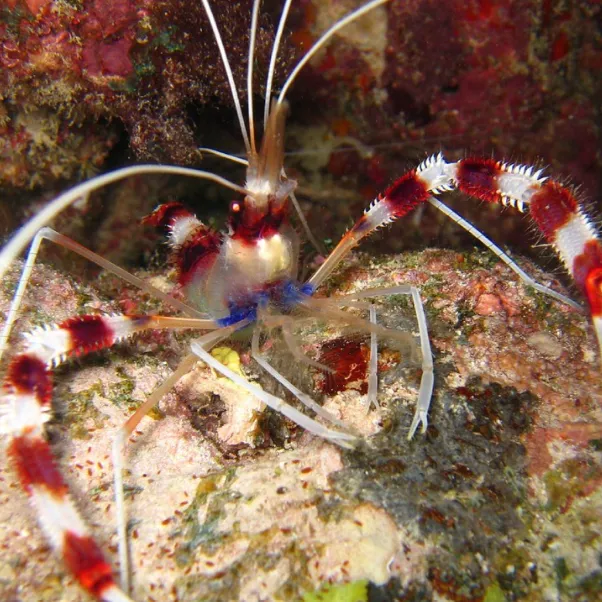 A detailed close up of a coral banded shrimp on a textured rock