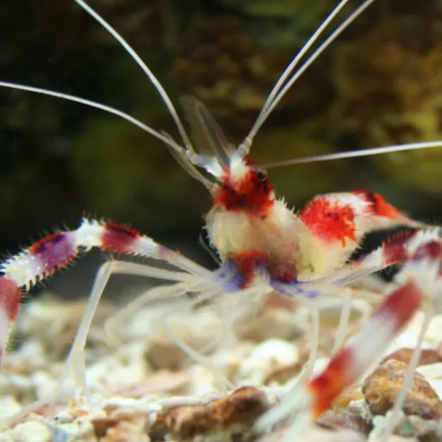Coral Banded Shrimp in a Fish Tank