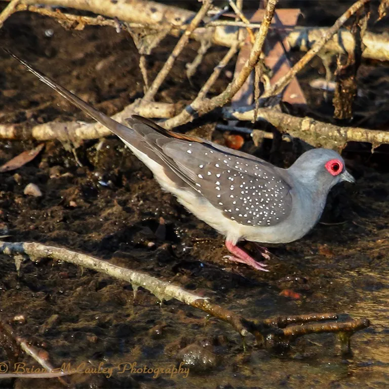 A grey diamond dove with red eye rings and white spots stands near a shallow water source