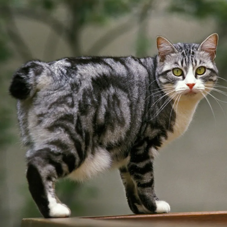 A silver tabby cat with a distinct pompom tail and green eyes stands alert on a wooden surface