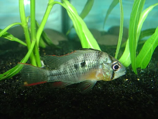 A Bolivian Ram fish with a black spot and red tipped fins swims above dark substrate