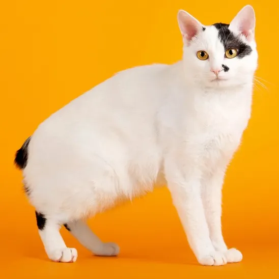 A white cat with black patches on its head a black spot on its back and golden eyes