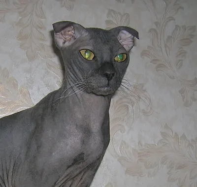 Hairless gray Ukrainian Levkoy cat with folded ears and green eyes looks to the right