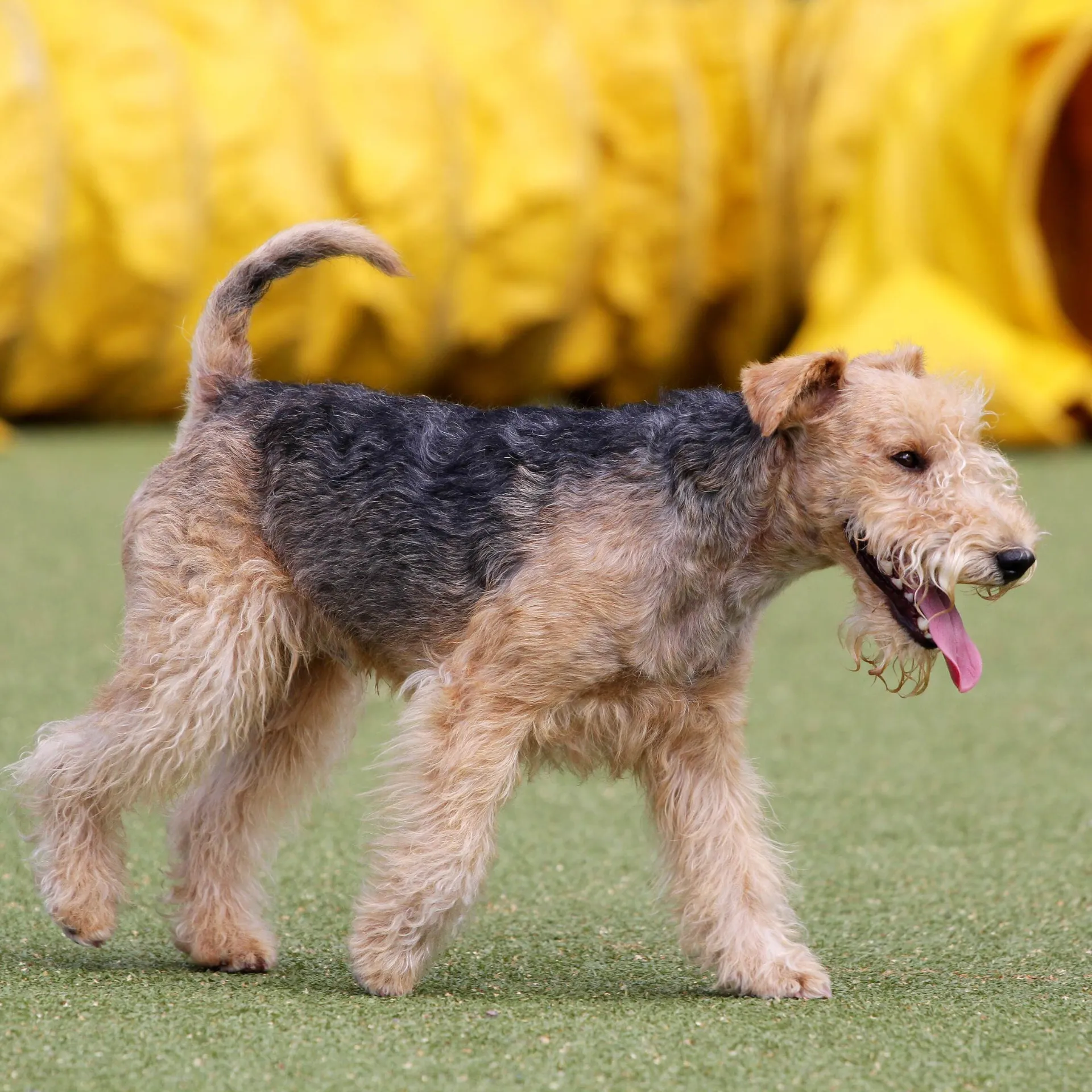 Wiry tan and black Lakeland Terrier walks panting on green turf