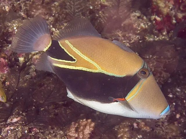 A colorful Reef Triggerfish with black yellow and white markings swims right over a reef