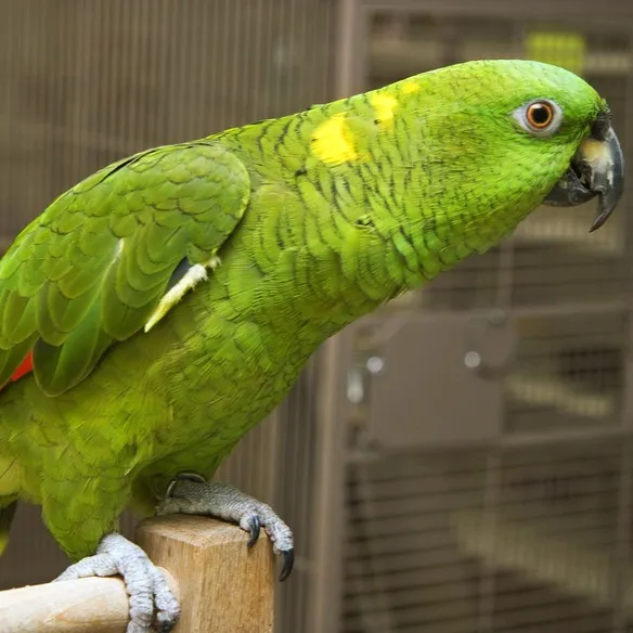 A green Amazon Parrot with yellow and red feathers perches on a wooden stand indoors