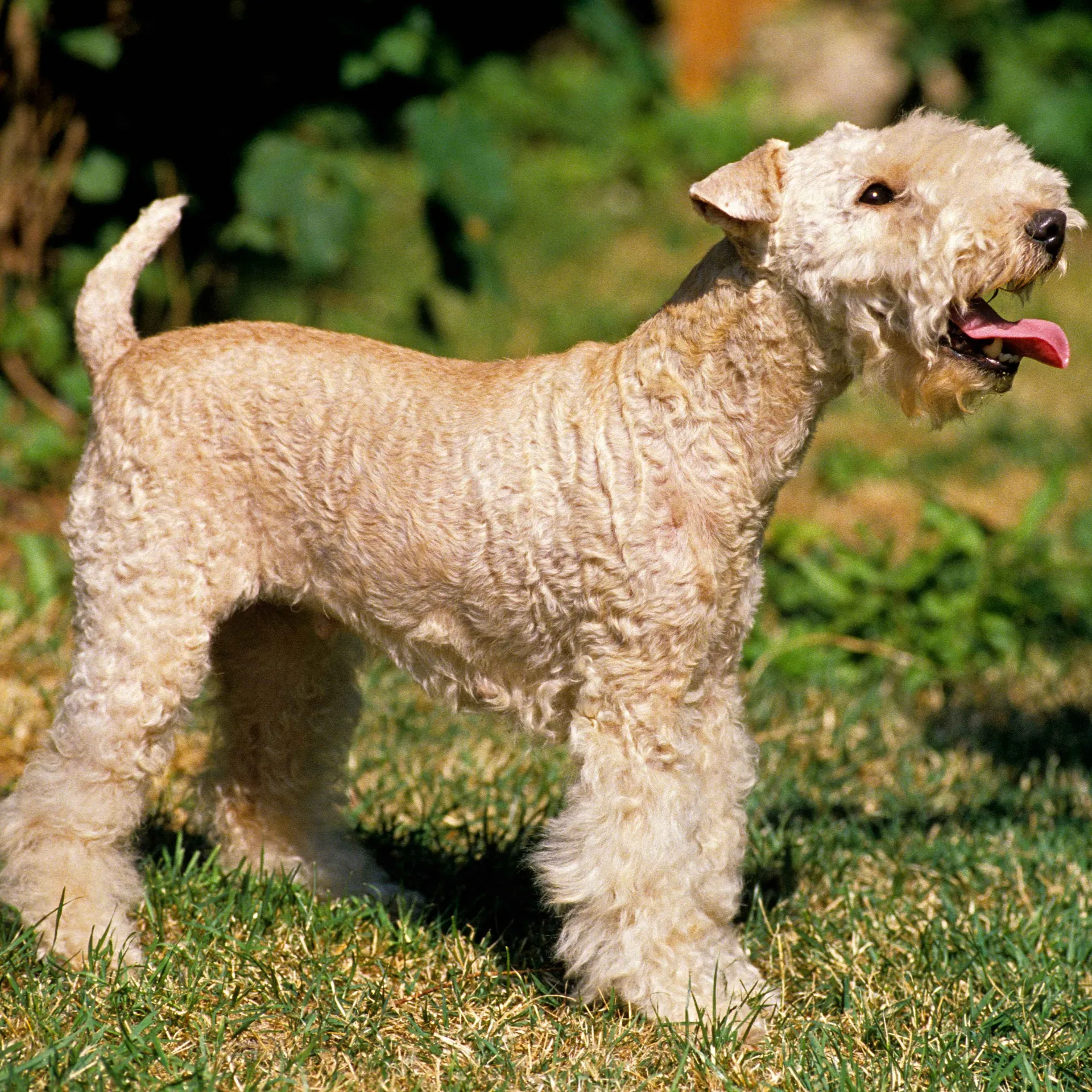 A light brown curly aired Lakeland Terrier stands in profile on green grass with its tongue out