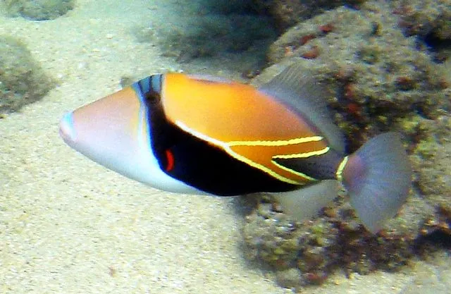 A Reef Triggerfish with yellow and black colors and horizontal white stripes swims left