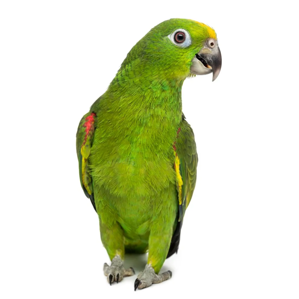 A green Amazon Parrot with a yellow head and red shoulder feathers on white background