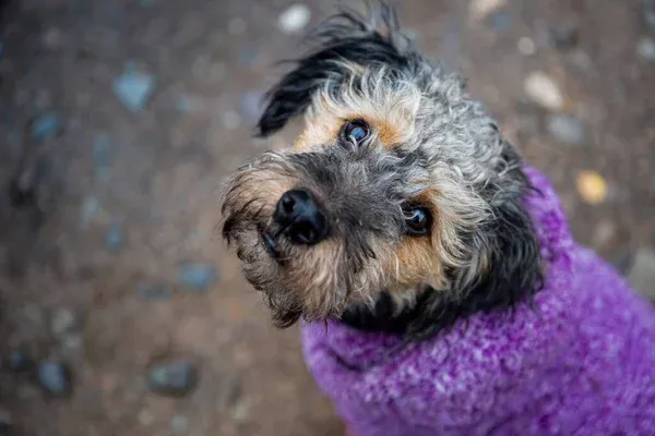 Small scruffy black and tan Yorkie Poo dog looks up wearing a soft purple sweater