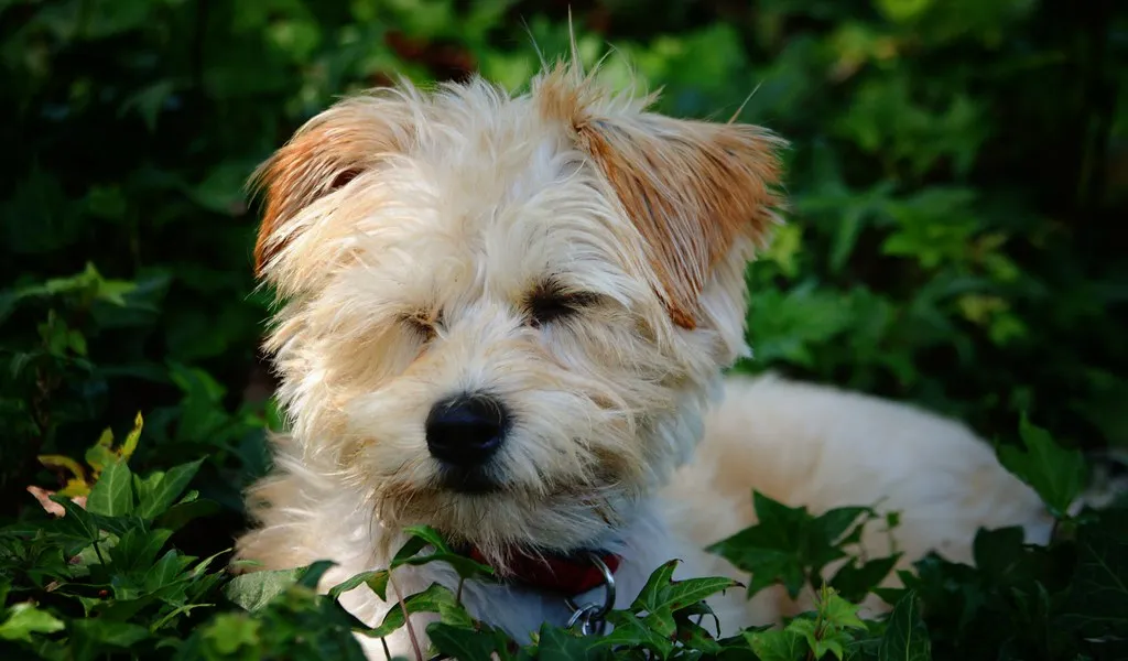 Small fluffy white and tan Yorkie Poo dog lies among green leaves with its eyes closed