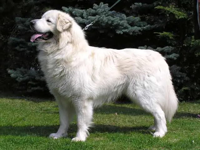 A large fluffy white Slovensky Cuvac with floppy ears stands in profile on green grass panting