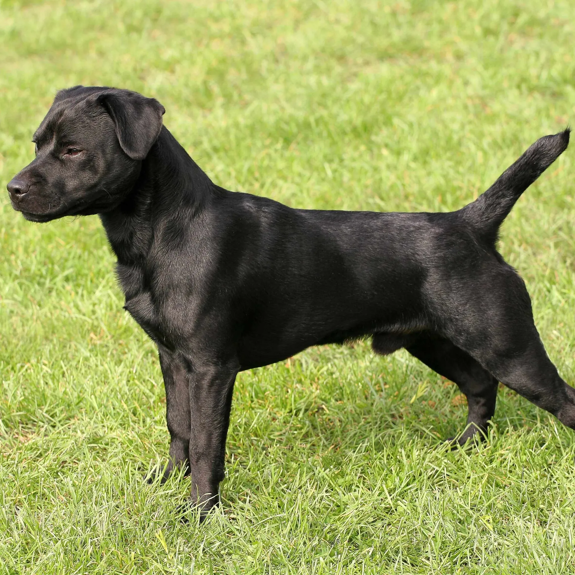 Sleek black Patterdale Terrier with cropped ears stands in profile on green grass