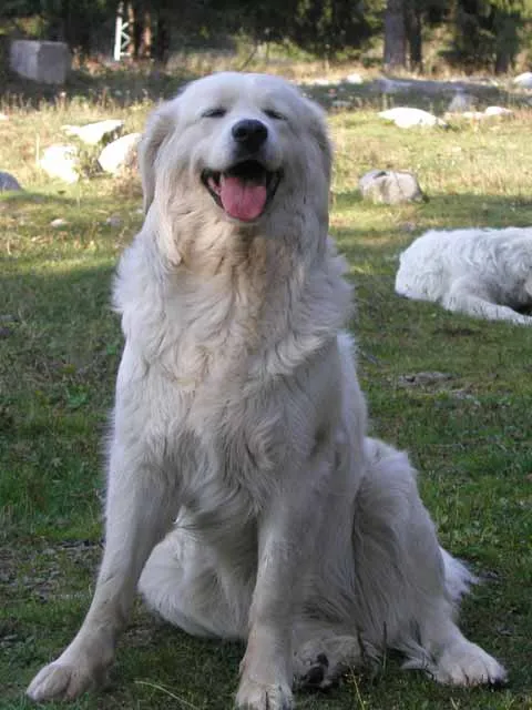 A large fluffy white Slovensky Cuvac with floppy ears sits happily on green grass