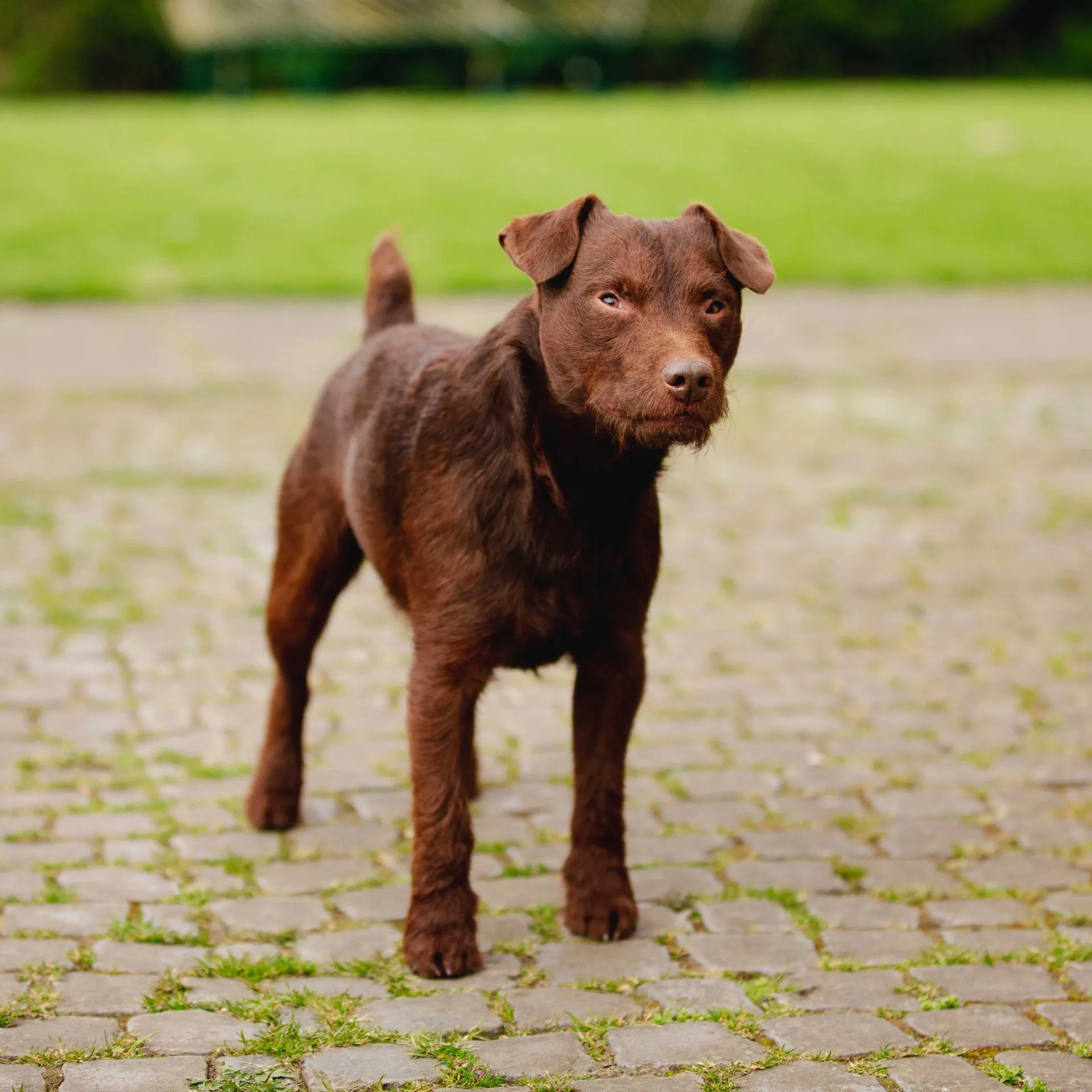 Small brown Patterdale Terrier with cropped ears stands alert on cobblestones