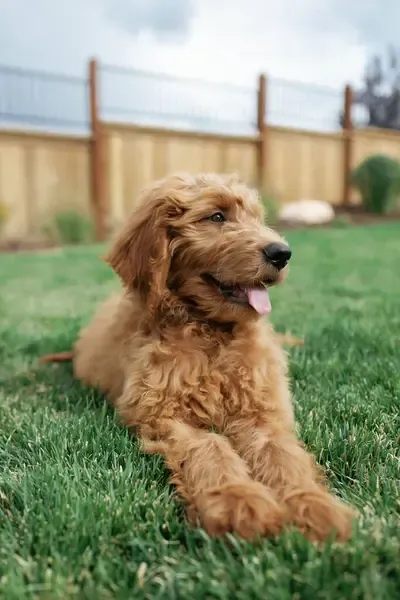 Fluffy golden Goldendoodle puppy lies on green grass with its tongue sticking out a
