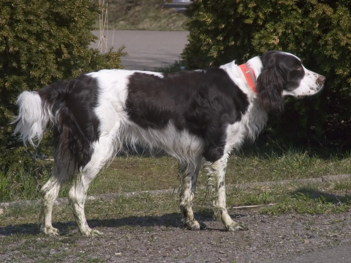 A black and white French Spaniel with long floppy ears and an orange collar stands on gravel