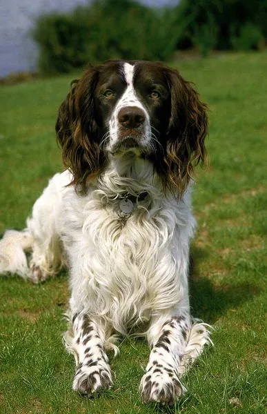 A brown and white Spaniel with long floppy ears rests on green grass