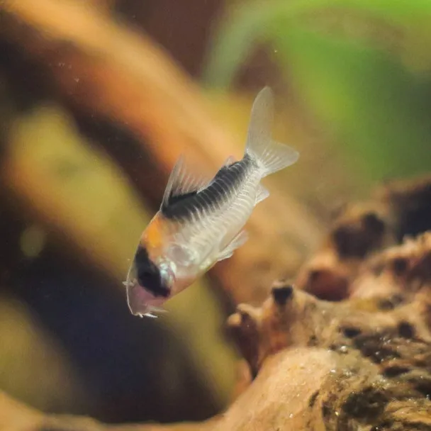 An Adolfos Corydoras fish with orange and black bands swims above a brown substrate