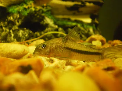 A Natterers Corydoras fish with a prominent black stripe rests on yellow and orange gravel