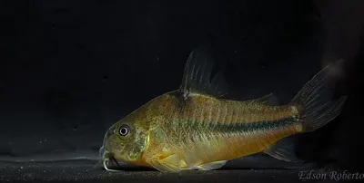 A yellow and green Natterers Corydoras with a dark stripe rests on a dark substrate