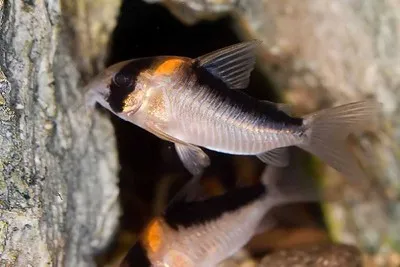 An Adolfos Corydoras fish with bold orange and black markings swims near rocks